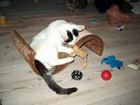 Huskat Alfie billede 2