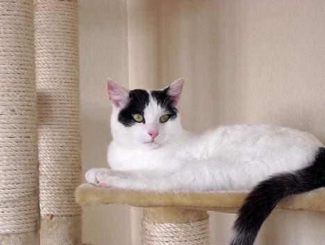 Huskat Alfie billede 3