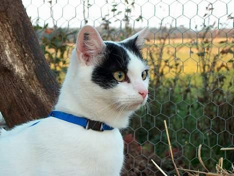 Huskat Alfie billede 4