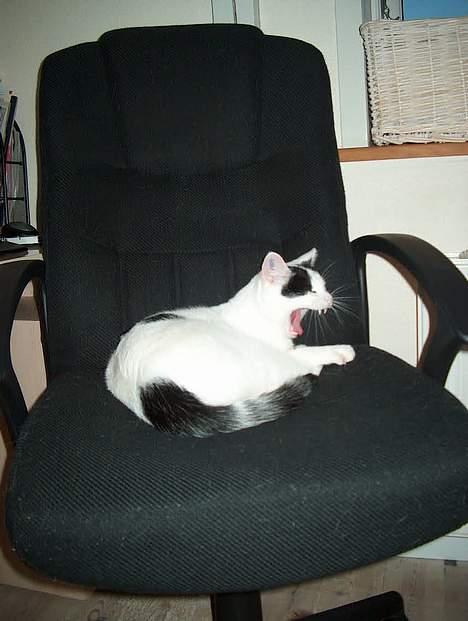 Huskat Alfie billede 5