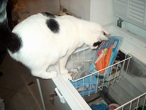 Huskat Alfie billede 6