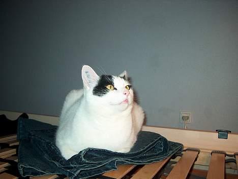 Huskat Alfie billede 7