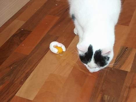 Huskat Alfie billede 8