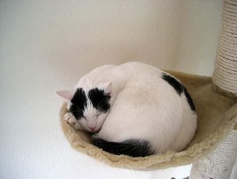 Huskat Alfie billede 9