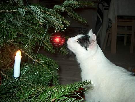 Huskat Alfie billede 10