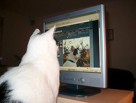 Huskat Alfie billede 11