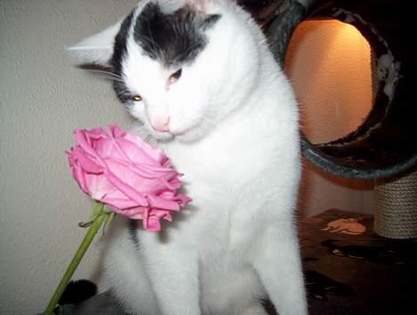 Huskat Alfie billede 12