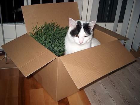 Huskat Alfie billede 13