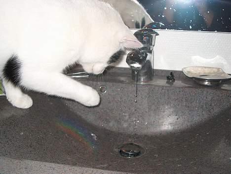 Huskat Alfie billede 14