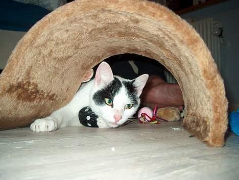 Huskat Alfie billede 15