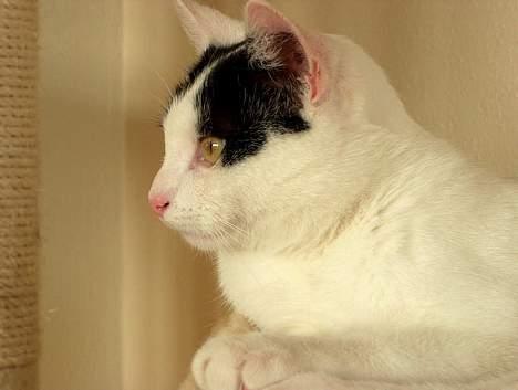 Huskat Alfie billede 16