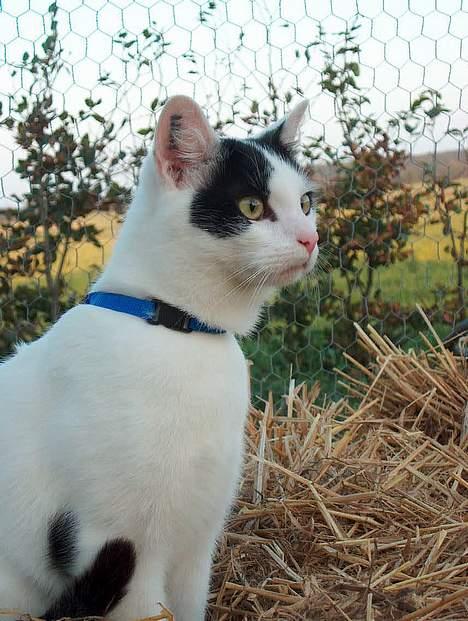 Huskat Alfie billede 17