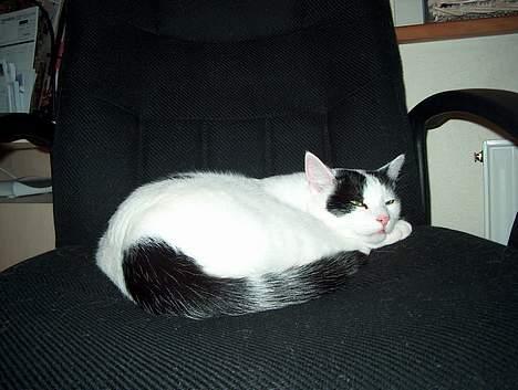 Huskat Alfie billede 18