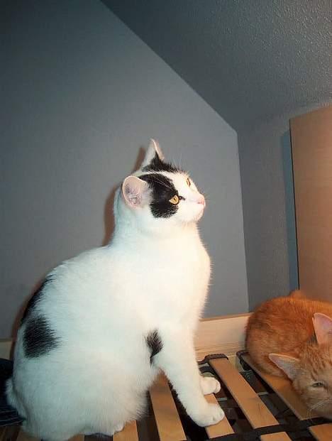 Huskat Alfie billede 19