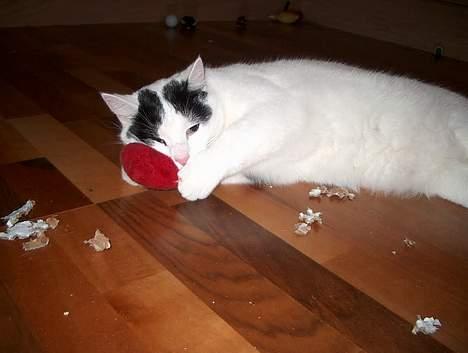 Huskat Alfie billede 20