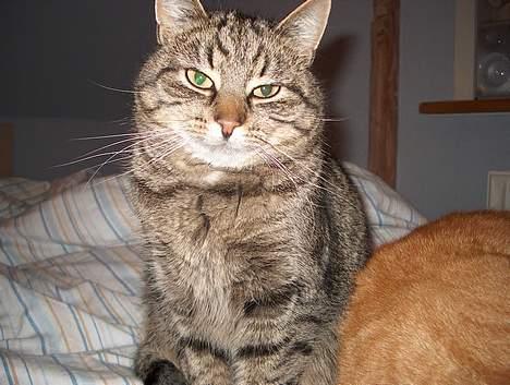 Huskat Tiger billede 1