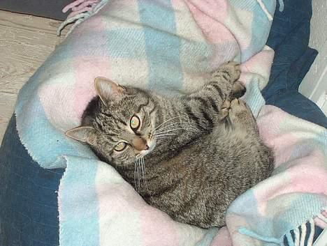 Huskat Tiger billede 2