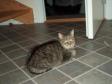 Huskat Tiger billede 3