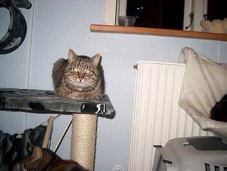 Huskat Tiger billede 4