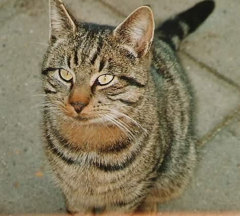 Huskat Tiger billede 5