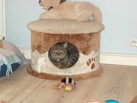 Huskat Tiger billede 6