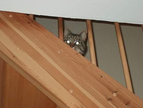 Huskat Tiger billede 7