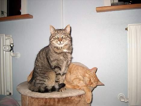 Huskat Tiger billede 8