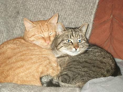 Huskat Tiger billede 9