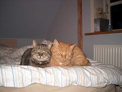 Huskat Tiger billede 10