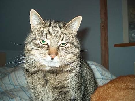 Huskat Tiger billede 11