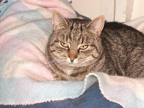 Huskat Tiger billede 12