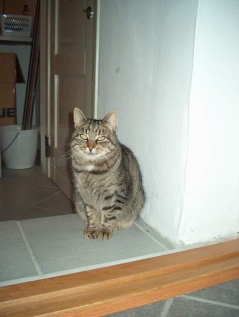 Huskat Tiger billede 13