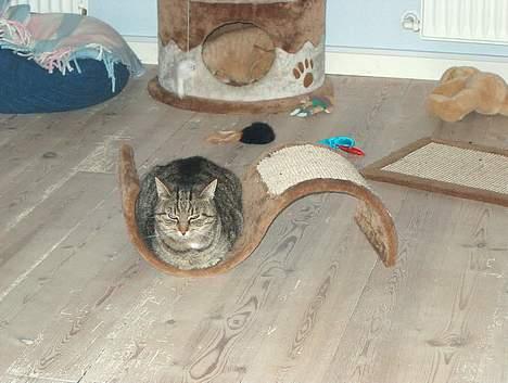 Huskat Tiger billede 14