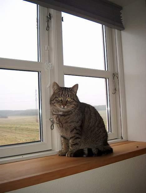 Huskat Tiger billede 15