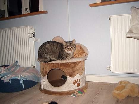 Huskat Tiger billede 16