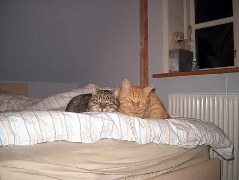 Huskat Tiger billede 17