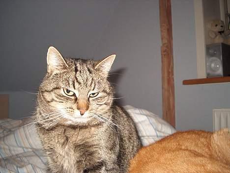 Huskat Tiger billede 18