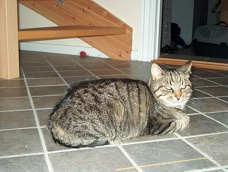 Huskat Tiger billede 19