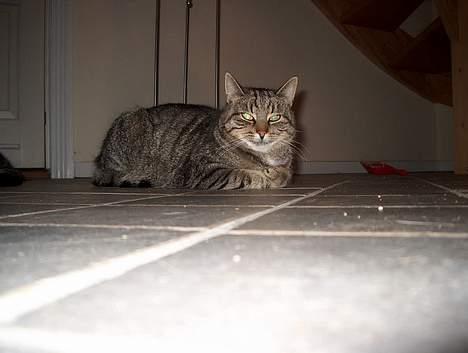 Huskat Tiger billede 20