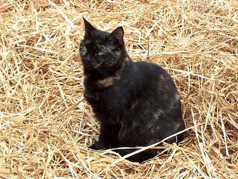 Huskat Plet billede 1