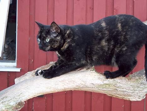 Huskat Plet billede 2