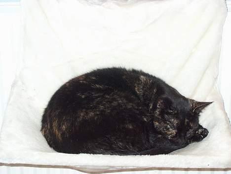 Huskat Plet billede 3