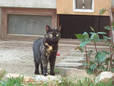 Huskat Plet billede 4