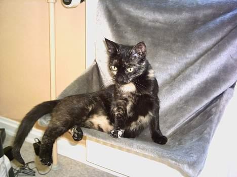 Huskat Plet billede 5