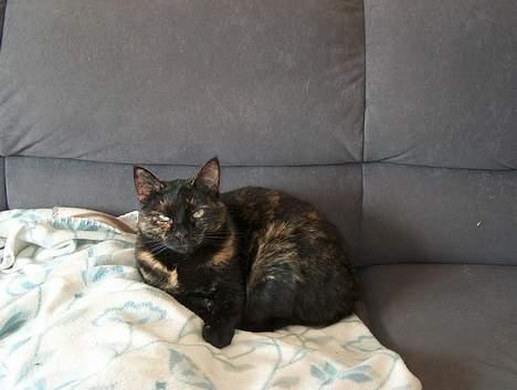 Huskat Plet billede 6