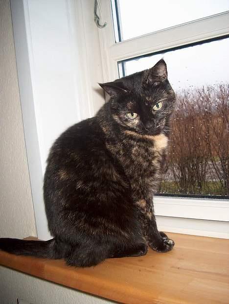 Huskat Plet billede 7