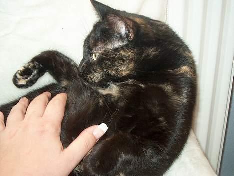 Huskat Plet billede 8