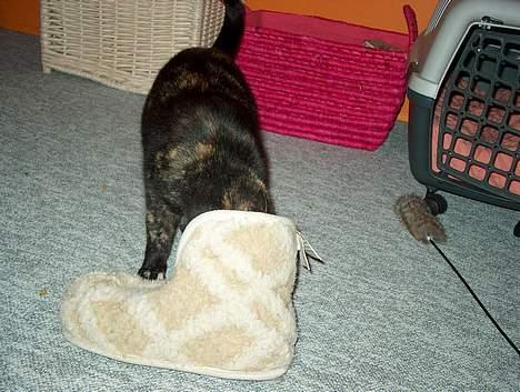 Huskat Plet billede 9