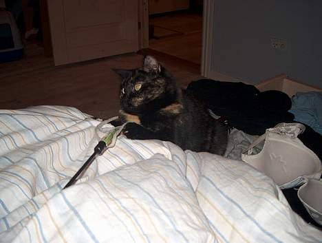 Huskat Plet billede 10