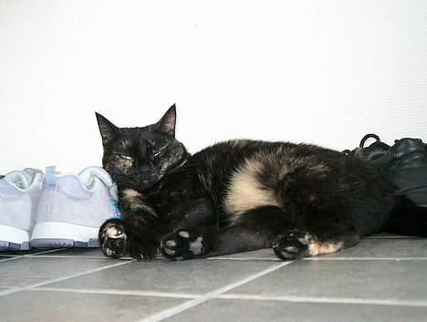 Huskat Plet billede 11